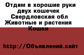 Отдам в хорошие руки двух кошечек - Свердловская обл. Животные и растения » Кошки   